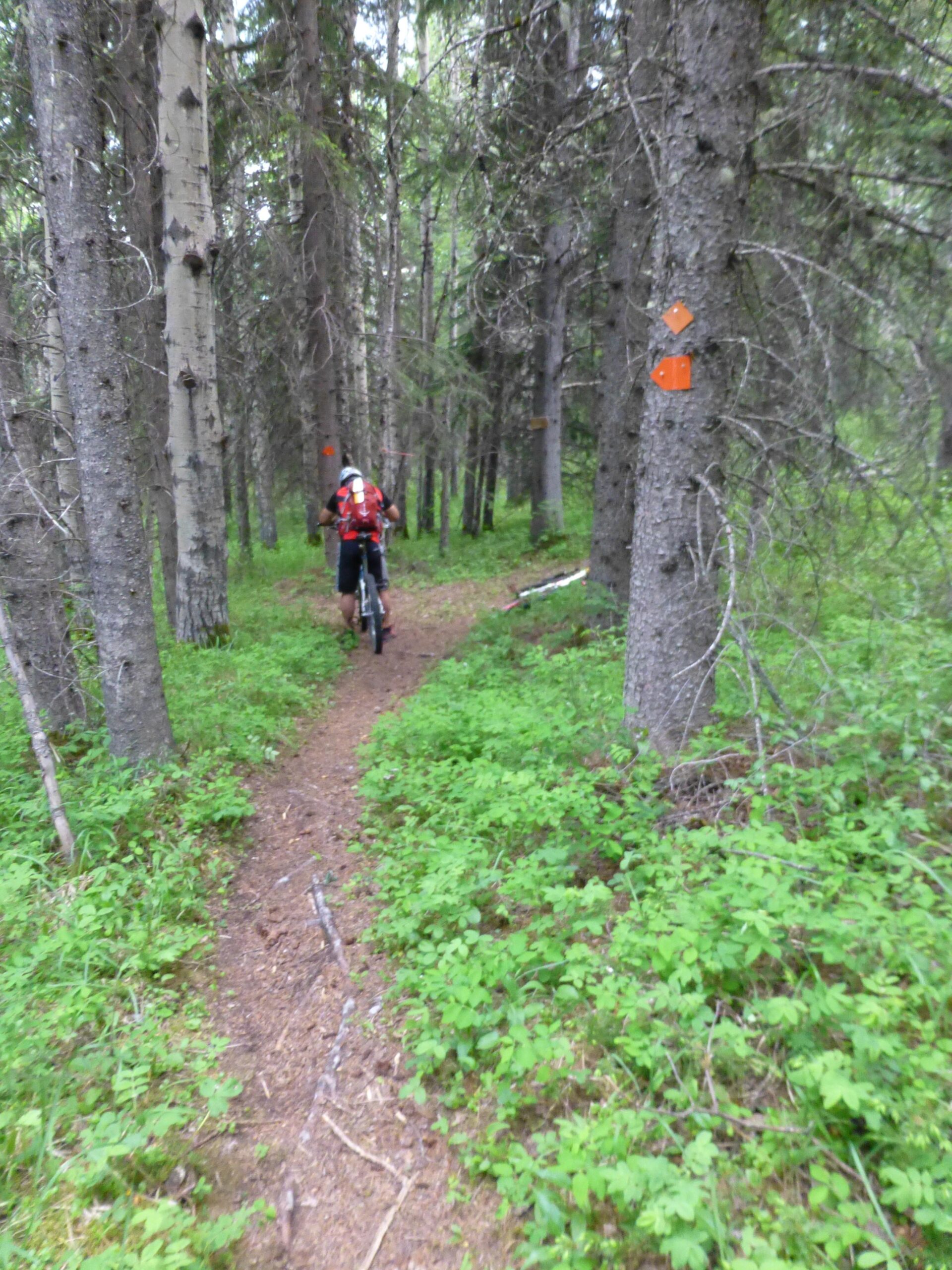 A person riding a mountain bike on a narrow dirt trail surrounded by tall trees and lush green underbrush in a forested area. Orange trail markers are visible on the trees. Happy Creek Trail System mountain bike trail.