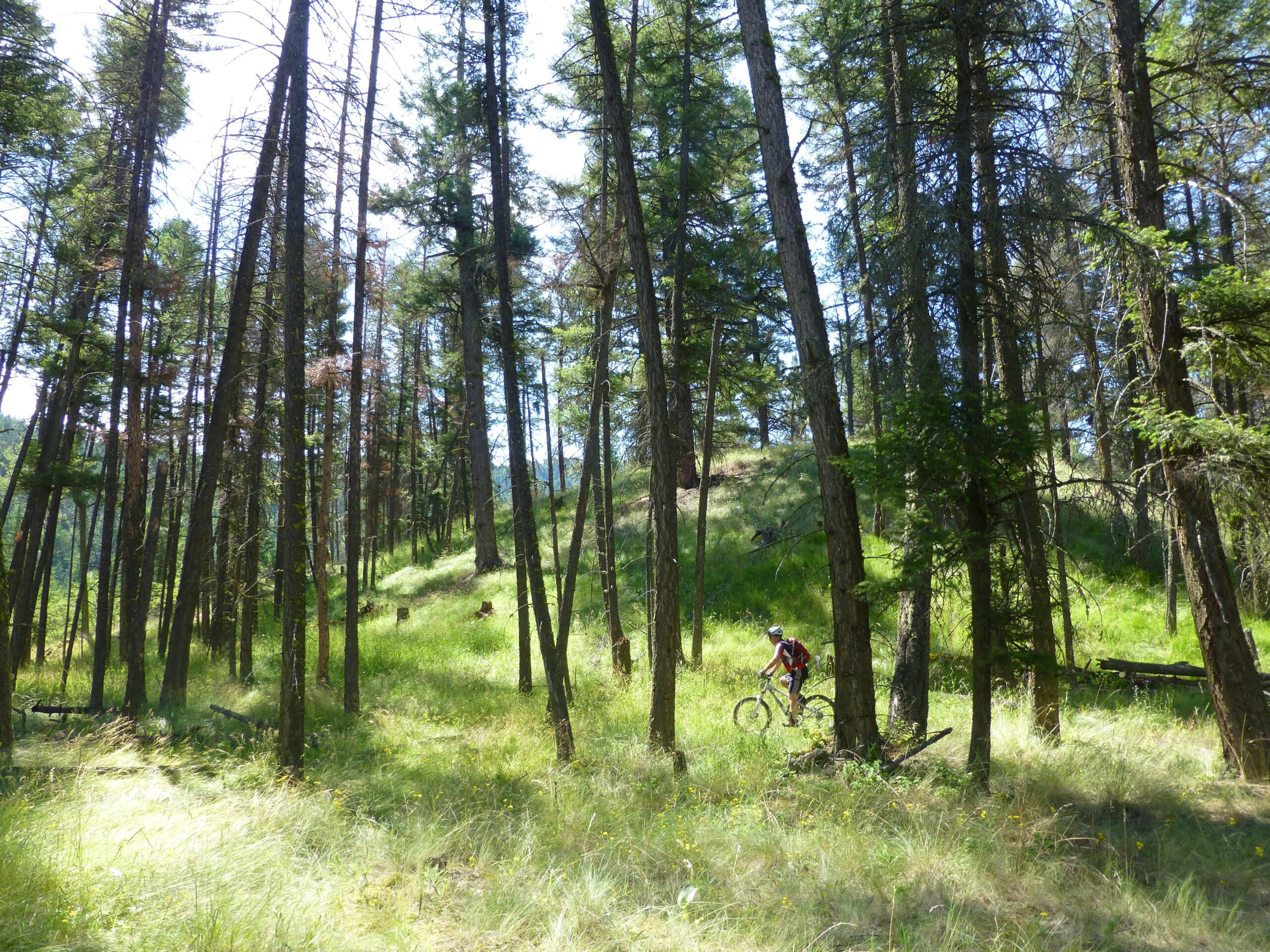 A mountain biker riding through a sunlit forest, surrounded by tall pine trees and lush greenery. The terrain features a mix of grassy areas and wooded sections, with a gentle slope in the background. Ellison Park mountain bike trail.
