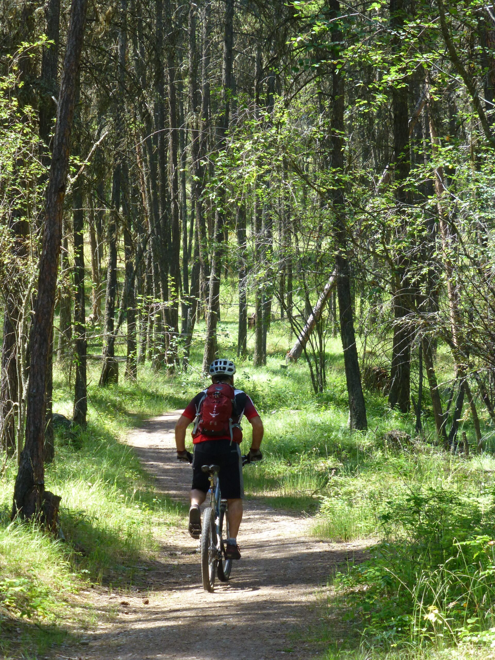 A person riding a mountain bike on a narrow dirt path through a lush, green forest with tall trees and sunlight filtering through the leaves. Ellison Park mountain bike trail.