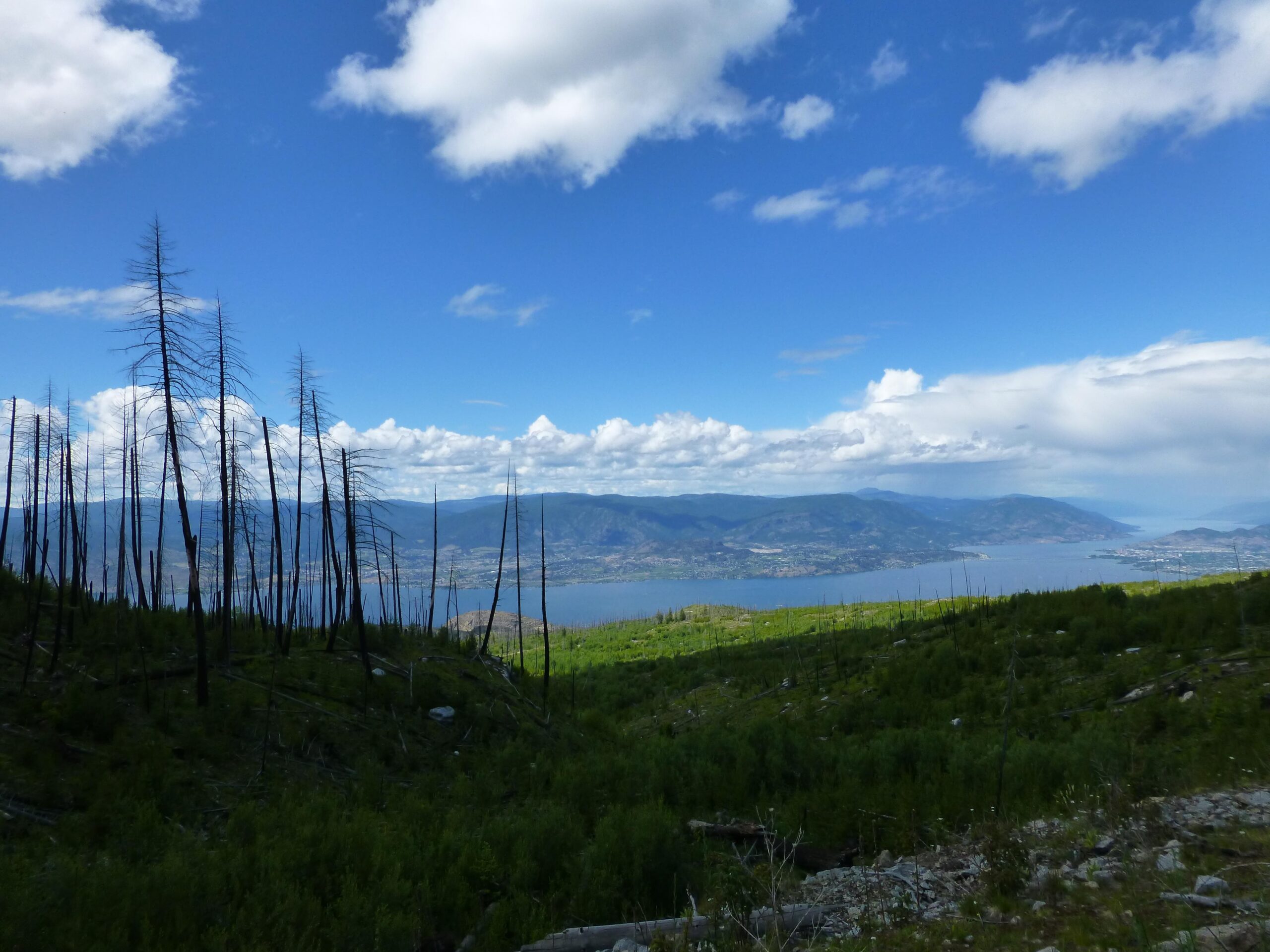 A panoramic view of a landscape featuring burnt trees in the foreground, with vibrant green foliage sprouting in the lower areas. In the background, a calm lake reflects the blue sky dotted with white clouds, surrounded by rolling hills and mountains. The scene captures a balance of recovery and nature's resilience after a wildfire. Kettle Valley Railway Trail (KVR) Myra Canyon to Penticton return mountain bike trail.