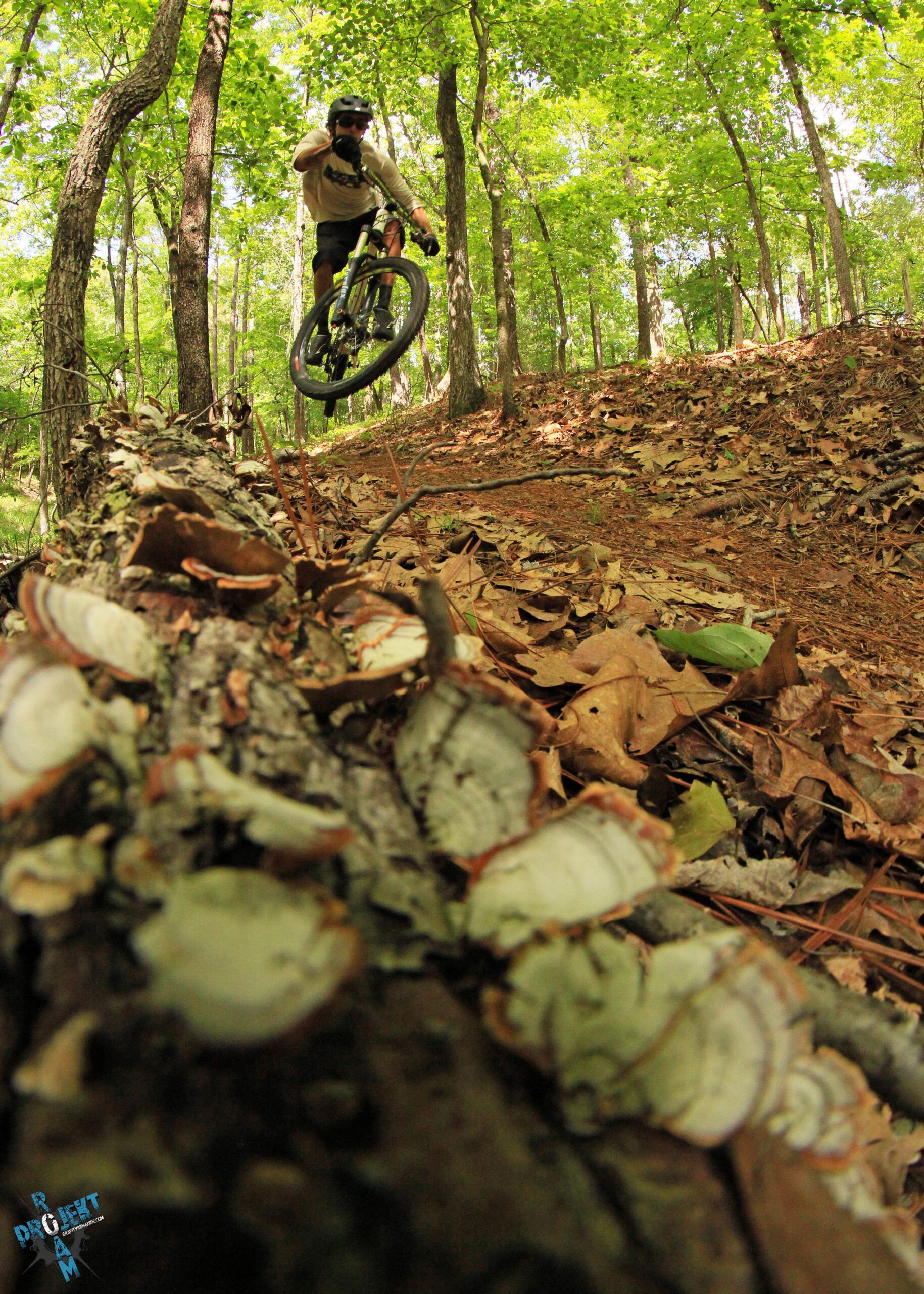 A mountain biker performing a trick in mid-air while riding over a fallen log in a wooded area. The scene is set among tall trees with green foliage, and the ground is covered with leaves and pine needles. Oak Mountain State Park Bump Trail mountain bike trail.