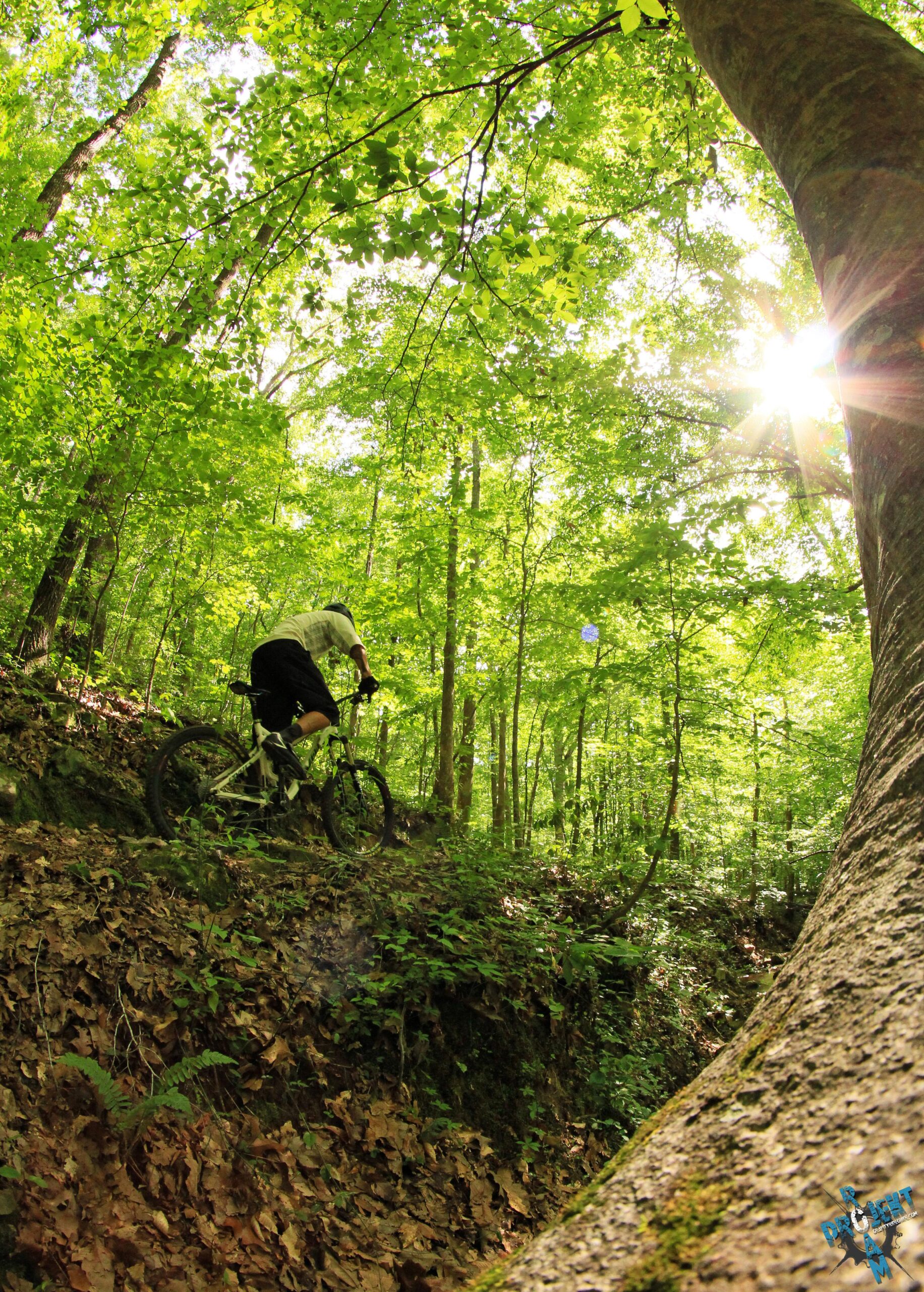 A mountain biker navigating a forest trail surrounded by lush green foliage and sunlit trees, with a steep terrain and fallen leaves underfoot. The sunlight filters through the leaves, creating a vibrant and lively atmosphere. Oak Mountain State Park mountain bike trail.
