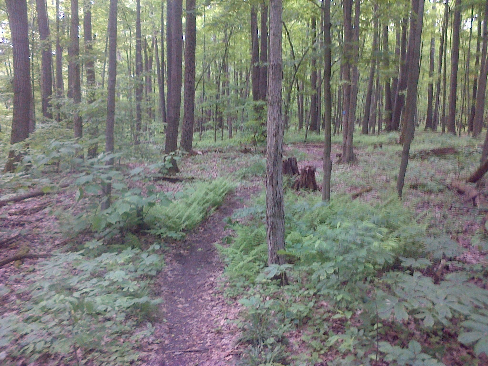 Forest scene featuring tall, green trees with a dirt path winding through lush underbrush and ferns. Sunlight filters through the canopy, creating a serene and natural atmosphere. Ellicottville Epic mountain bike trail.