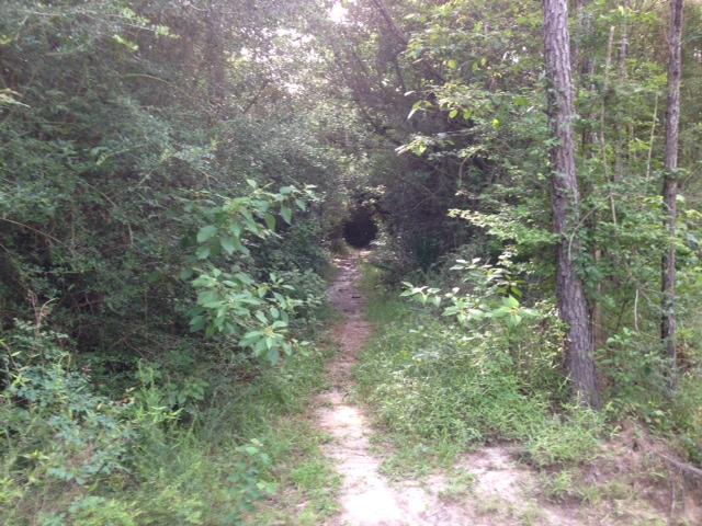 A narrow, winding dirt path leads through dense greenery, flanked by tall trees and thick bushes. The path appears to open into a darker area, suggesting a forested area or a passageway into a more secluded part of nature. Natural light filters through the leaves, creating a peaceful yet slightly mysterious atmosphere. Eagle Trail mountain bike trail.