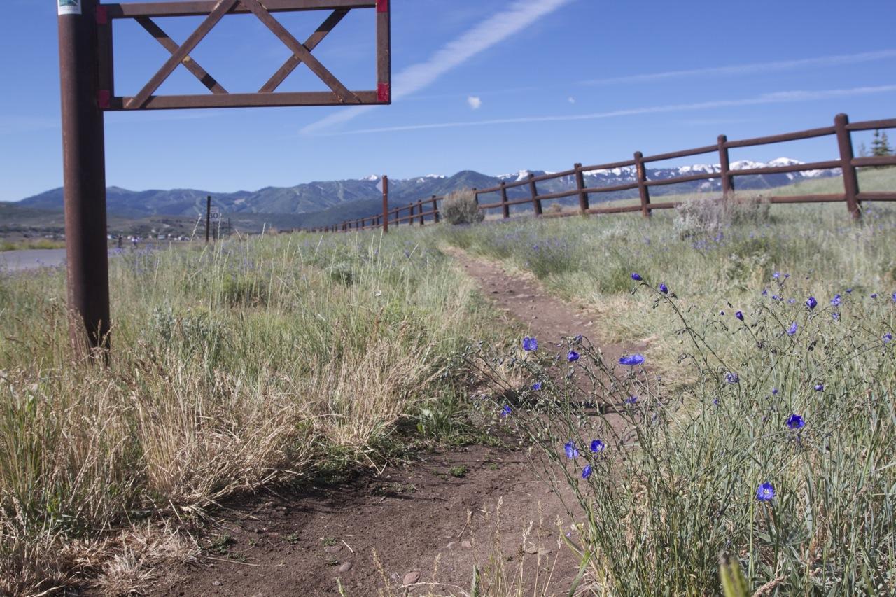 A grassy pathway winding through a meadow, bordered by a wooden fence and a signpost. Blue wildflowers flourish along the path, with mountains visible in the background under a clear blue sky. Glenwild mountain bike trail.
