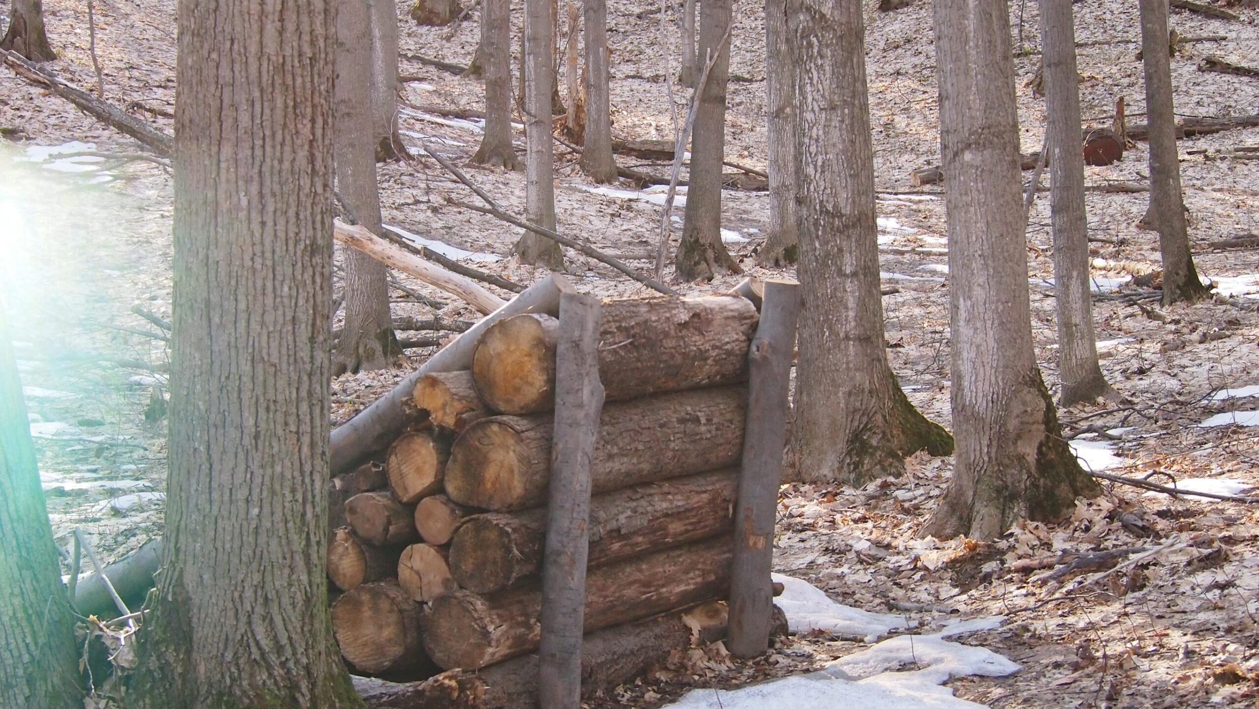 A stack of logs in a forest setting, surrounded by tall trees and patches of remaining snow on the ground. The scene is peaceful, with a carpet of fallen leaves covering the forest floor. Copper Ridge Freeride mountain bike trail.