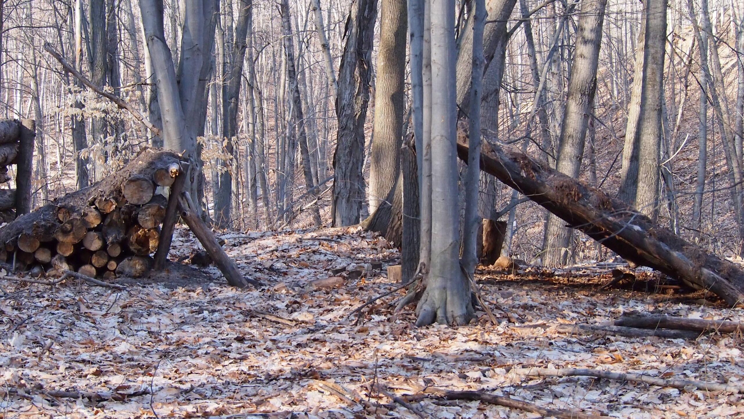 A tranquil forest scene featuring tall, bare trees with light filtering through their branches. In the foreground, a pile of logs is stacked beside a fallen tree, surrounded by a carpet of dried leaves. The forest floor is covered in a mix of light-colored leaves and twigs, creating a peaceful, natural landscape. Copper Ridge Freeride mountain bike trail.