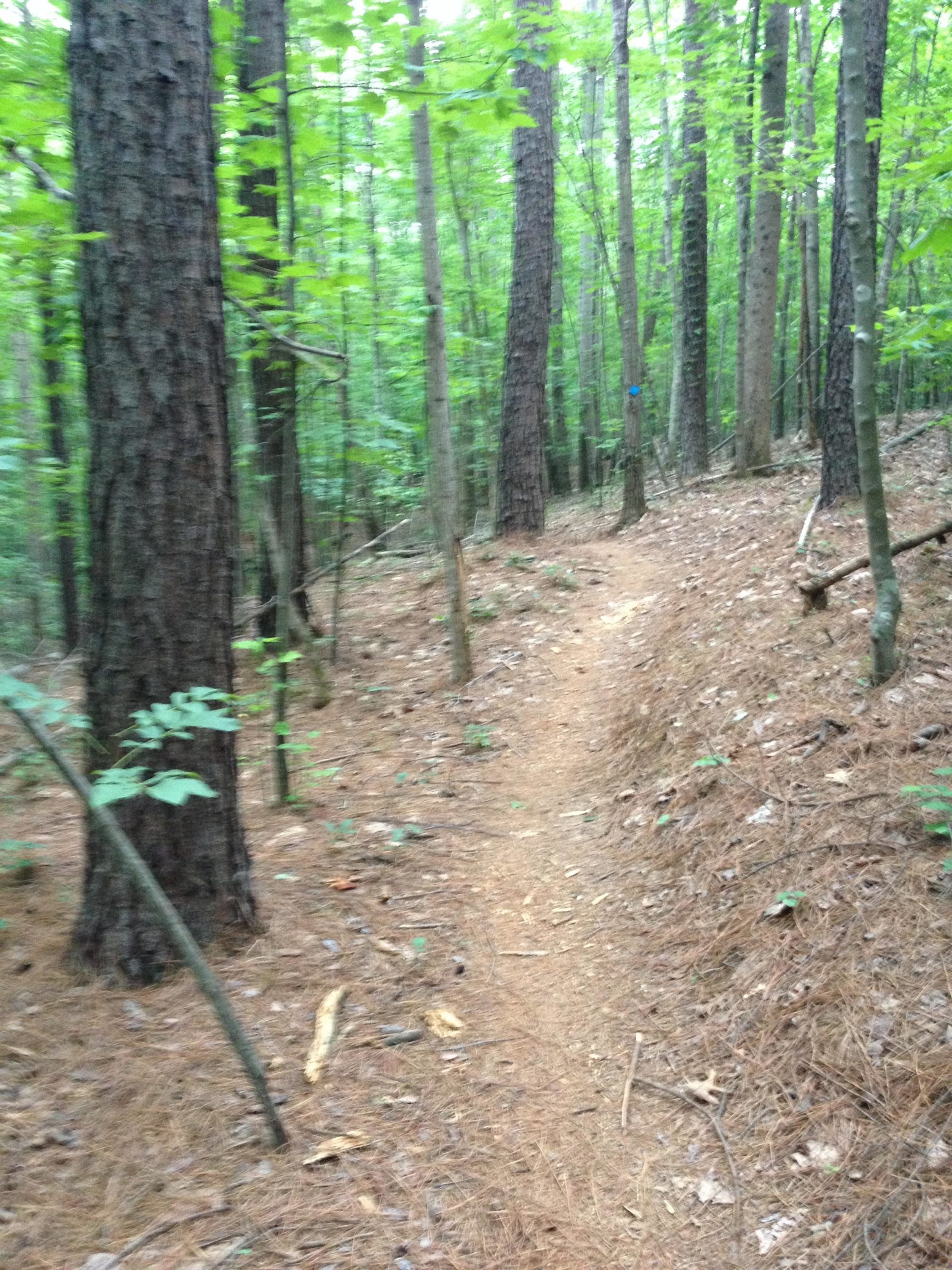 A narrow dirt path winding through a dense forest filled with tall trees and vibrant green foliage. The ground is covered with pine needles and small twigs, creating a natural trail in a serene outdoor setting. Itusi @ Lake Norman State Park mountain bike trail.