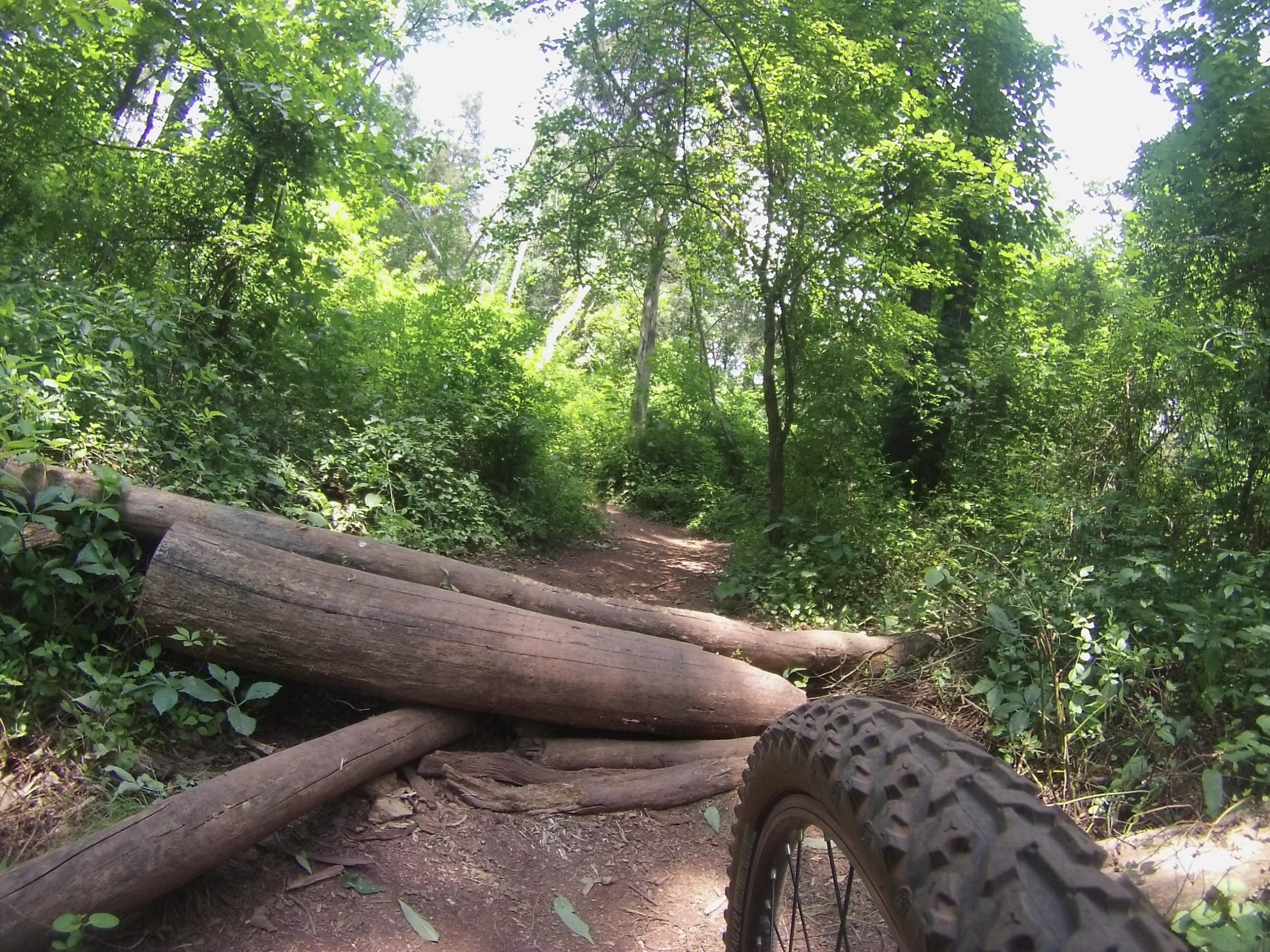 A narrow dirt path lined with lush green foliage and trees, featuring a fallen log across the trail. The edge of a bicycle tire is visible in the foreground, suggesting an outdoor biking experience in a natural setting. Six Mile Run mountain bike trail.