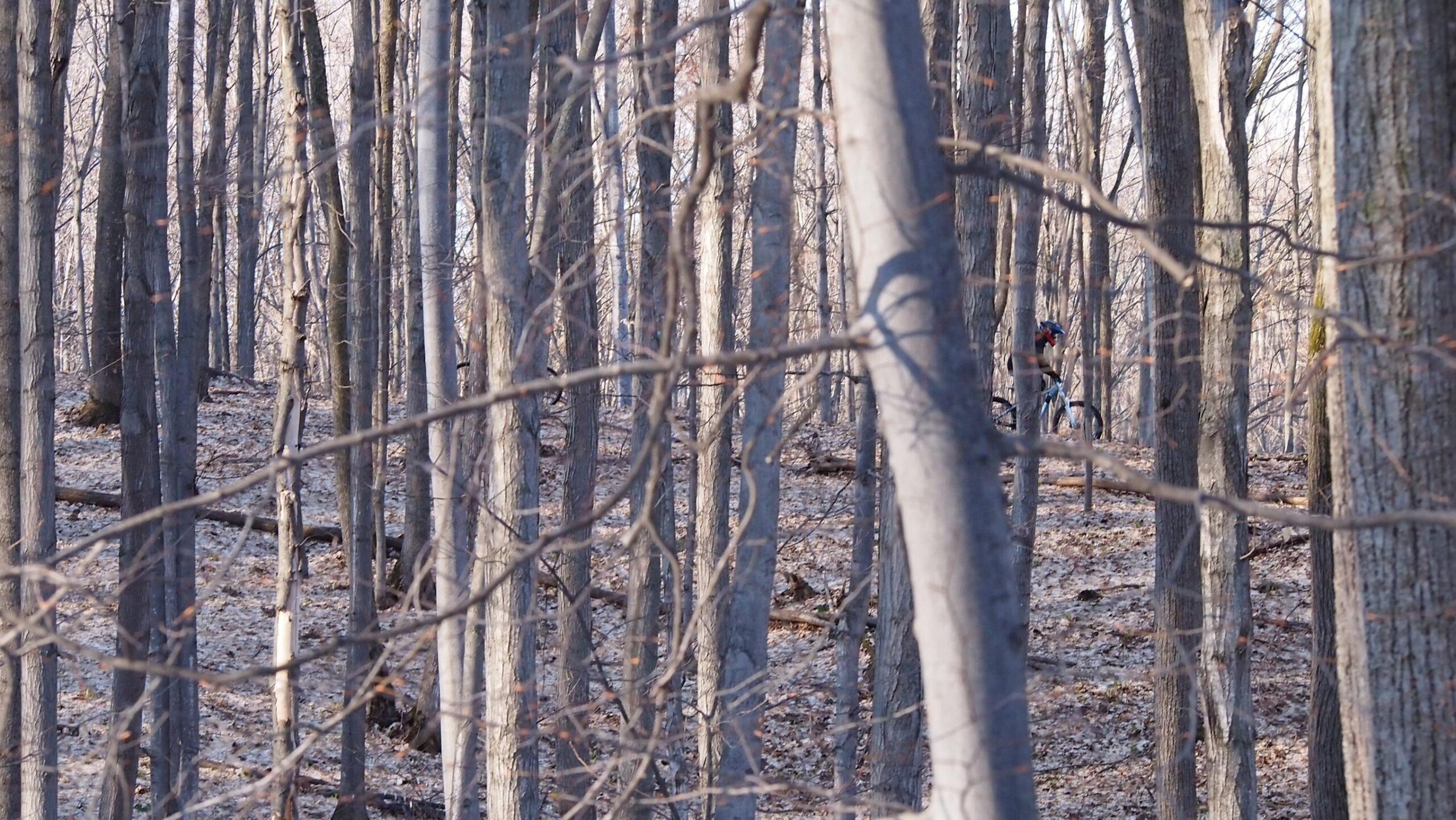 A wooded area with tall, thin trees and a light layer of fallen leaves covering the ground. In the background, a cyclist is partially visible, navigating the forest path among the trees. The scene captures a serene, natural environment during the day. Copper Ridge Freeride mountain bike trail.