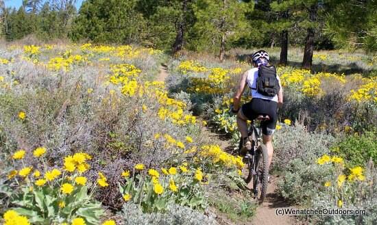 A person riding a mountain bike along a narrow trail surrounded by vibrant yellow wildflowers and greenery in a sunny outdoor setting. Lower Stairway to Heaven mountain bike trail.