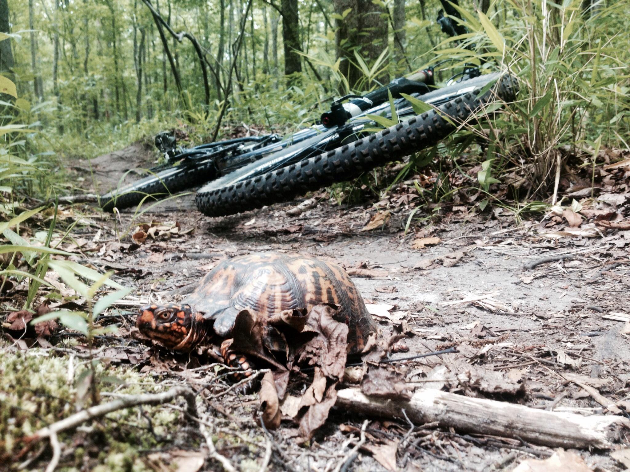 A close-up of a turtle on a dirt trail surrounded by leaves and greenery, with a mountain bike partially visible in the background. The image captures a serene moment in nature, highlighting the contrast between the wildlife and the biking scene. Wannamaker Park mountain bike trail.