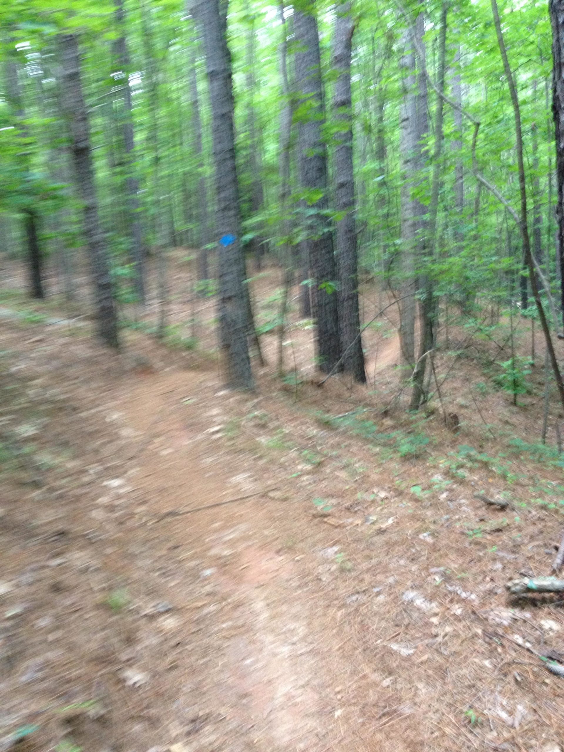 A blurry image of a forest path winding through tall trees, with green foliage and pine needles on the ground. A blue trail marker is visible on a tree to the left. Itusi @ Lake Norman State Park mountain bike trail.