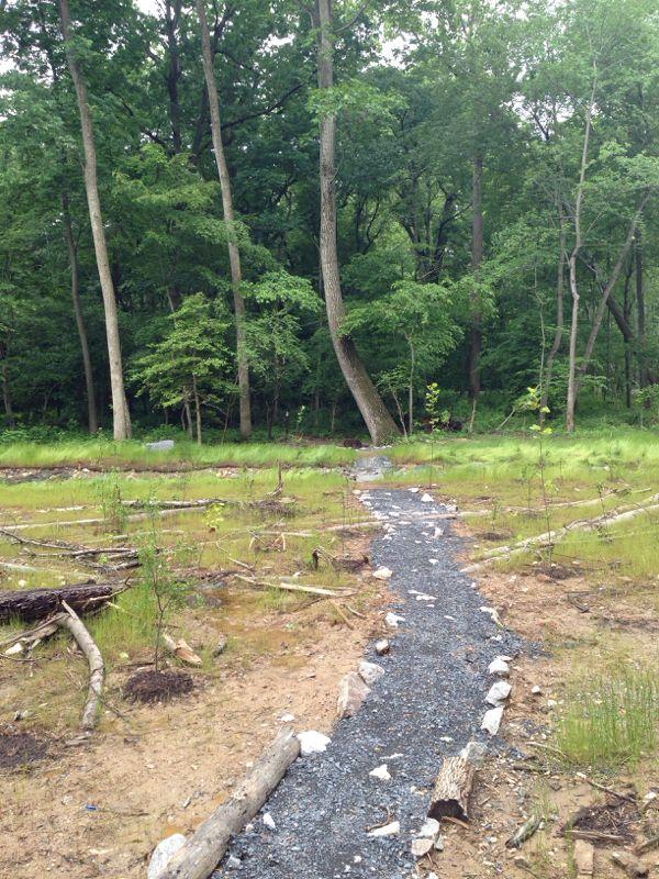 A rocky path winding through a clearing in a forest, bordered by fallen branches and surrounded by lush green trees and underbrush. Wakefield mountain bike trail.