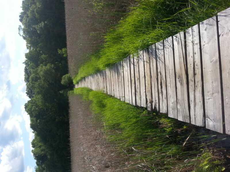 A wooden boardwalk stretches through tall, green grasses in a natural setting, leading into a dense forest. The bright blue sky is dotted with fluffy clouds, creating a serene atmosphere. Cutler Park mountain bike trail.