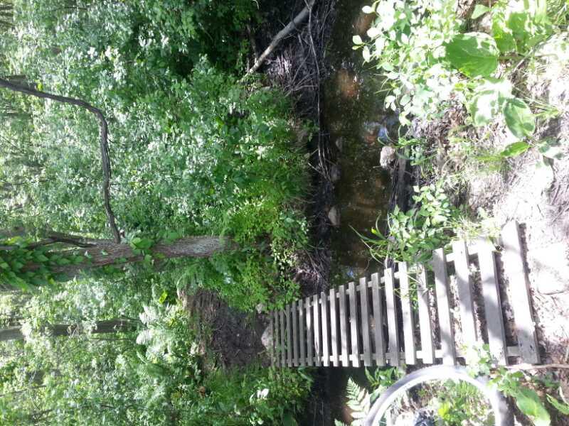 A wooden bridge spans a small creek, surrounded by lush green foliage and trees, creating a serene natural setting. Sunlight filters through the leaves, illuminating the tranquil scene. Landlocked Forest mountain bike trail.