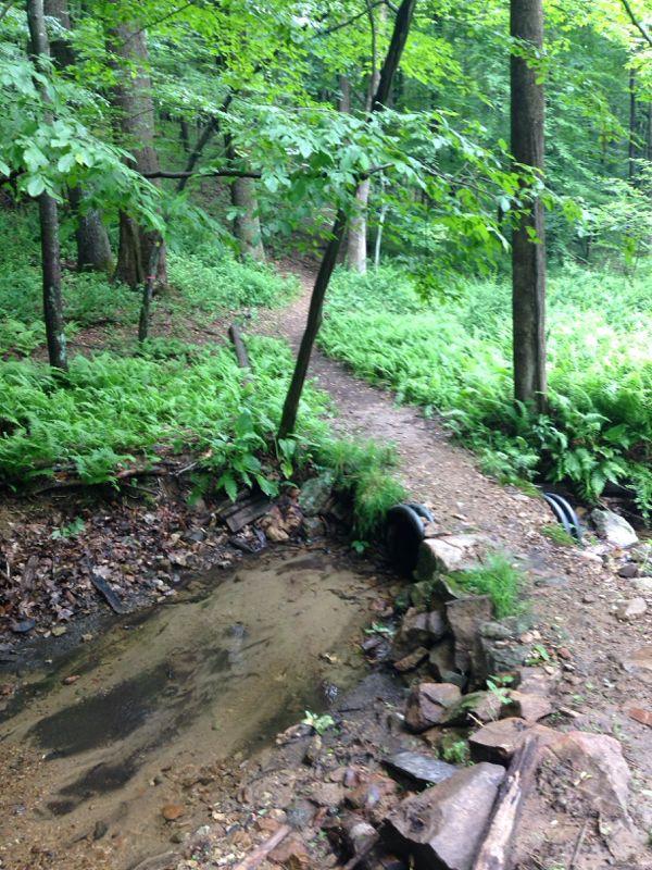 A natural forest scene featuring a dirt path winding through lush green ferns and trees. In the foreground, a small, shallow area of water is surrounded by rocks, with some greenery growing along its edges. The path leads deeper into the woods, enhancing the tranquil atmosphere of the setting. Nassau Trails mountain bike trail.