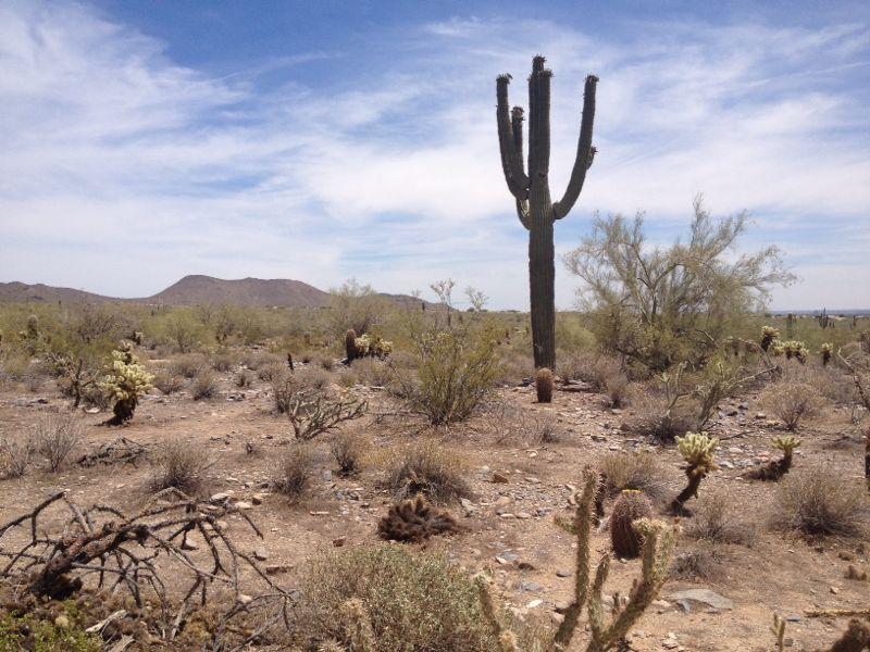 A desert landscape featuring a tall saguaro cactus with multiple arms, surrounded by various shrubs and smaller cacti. In the background, there are rolling hills under a partly cloudy sky, typical of a warm, arid environment. Phoenix Mcdowell / Wingate Pass / Bell Pass mountain bike trail.