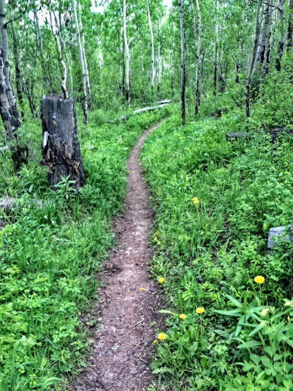 A winding dirt path through a lush green forest, bordered by tall trees and vibrant foliage. Small yellow flowers dot the sides of the trail, creating a peaceful and natural setting. Rim Trail mountain bike trail.