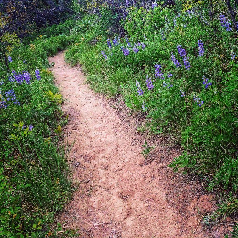 A winding dirt path meandering through lush greenery and vibrant purple wildflowers, surrounded by dense foliage. Rim Trail mountain bike trail.