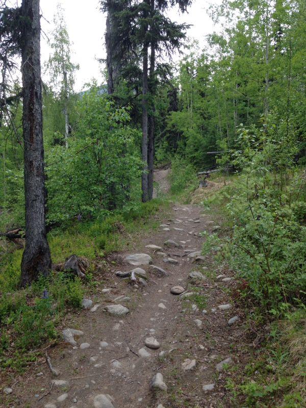 A winding dirt trail surrounded by lush greenery and trees, featuring scattered rocks along the path. Kincaid Park mountain bike trail.