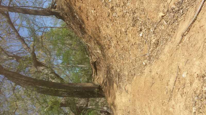A dirt path winding through a wooded area with trees on either side, featuring some green foliage and a clear blue sky visible above. The ground is covered with dry leaves and small twigs. Eagle View, Kaw Lake mountain bike trail.