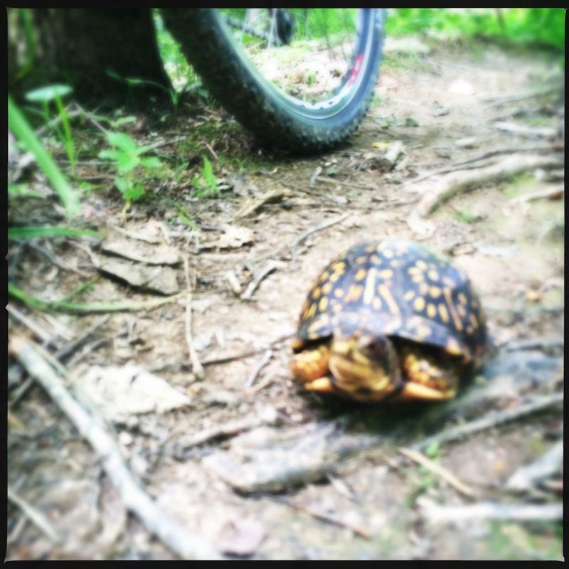 A turtle on a dirt path surrounded by greenery, with a bicycle wheel partially visible in the background. The foreground is slightly blurred, emphasizing the turtle's patterned shell. Skullbuster mountain bike trail.