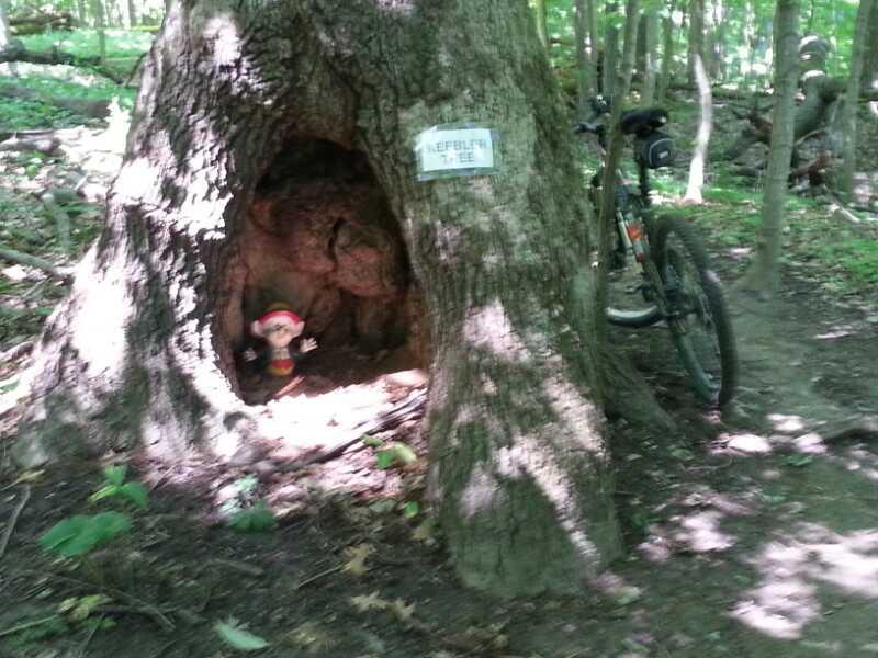 A whimsical scene featuring a large tree with a hollow trunk, revealing a small, friendly-looking doll peeking out. A sign on the tree reads "Nefliblin Tree." To the right, a mountain bike is propped against the tree in a lush, green forest setting with dappled sunlight filtering through the leaves. Wildlife Prairie Park mountain bike trail.