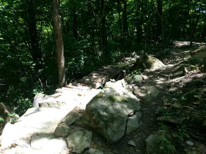 A forest trail winding through dense greenery, featuring wooden steps leading downhill, surrounded by large rocks and sunlight filtering through the trees. Wildlife Prairie Park mountain bike trail.