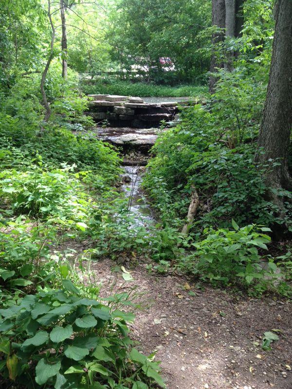 A serene forest scene featuring a small stream flowing through a lush green landscape. The path is lined with vibrant foliage and plants, while a rocky formation visible in the background hints at a gentle water flow. Sunlight filters through the trees, creating a peaceful, natural atmosphere. Raceway Woods mountain bike trail.
