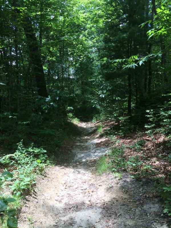 A dirt path winding through a lush, green forest, surrounded by tall trees and underbrush. Sunlight filters through the leaves, creating a dappled light effect on the ground. Panthertown Valley mountain bike trail.