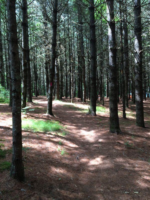 A tranquil forest scene featuring tall trees with textured bark and a soft layer of pine needles covering the ground. A winding dirt path leads through the trees, illuminated by dappled sunlight filtering through the branches, creating a peaceful atmosphere. Panthertown Valley mountain bike trail.