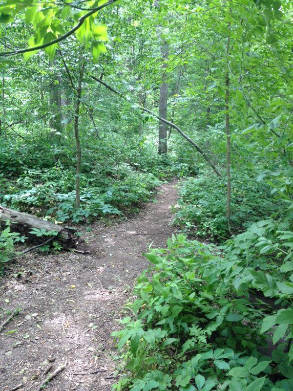 A winding dirt path through a lush green forest, bordered by various plants and small trees, inviting exploration into the tranquil wooded area. Raceway Woods mountain bike trail.