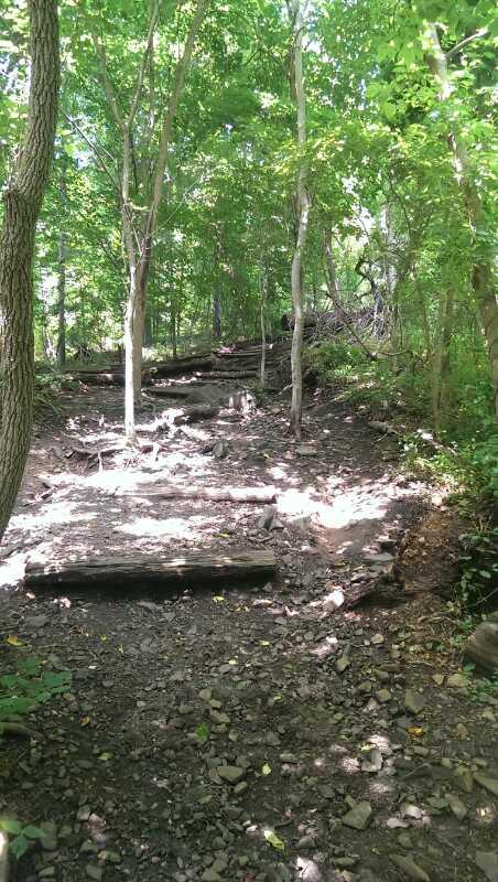 A forest trail surrounded by lush green trees, featuring rocky ground and fallen logs along the path, with dappled sunlight illuminating the scene. Patapsco Valley State Park (Avalon Area) mountain bike trail.