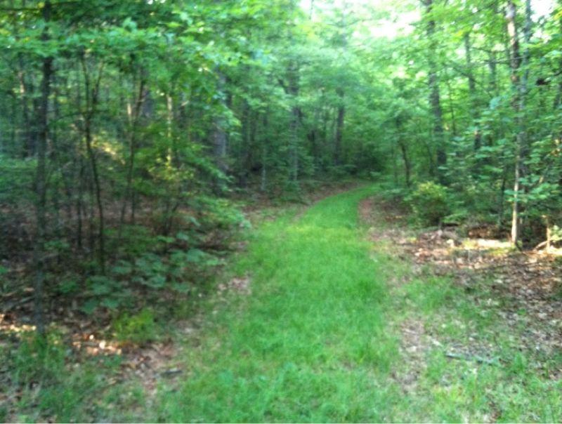 A peaceful forest path meandering through green trees and foliage, with a grassy trail inviting exploration. Sunlight filters softly through the leaves, creating a serene atmosphere. Piney Creek Trail mountain bike trail.