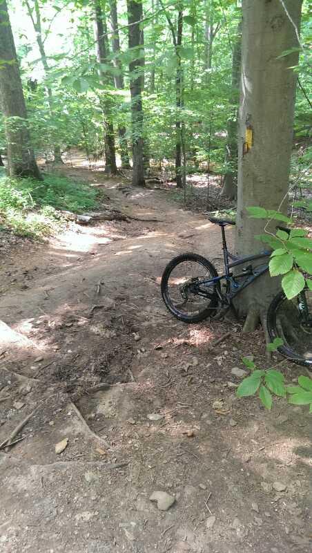 A mountain bike resting against a tree on a dirt trail winding through a lush green forest, with sunlight filtering through the leaves. Patapsco Valley State Park (Avalon Area) mountain bike trail.