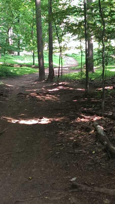 A sunlit forest trail winding through tall trees, with dappled light and shadows on the ground, leading towards a grassy area in the distance. Patapsco Valley State Park (Avalon Area) mountain bike trail.