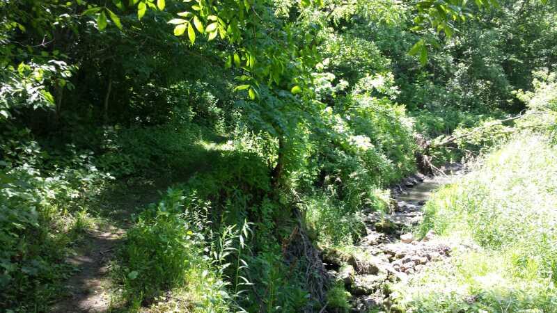 A sunlit forest scene featuring a narrow path alongside a small creek, surrounded by lush greenery and various plants. The natural landscape showcases vibrant leaves and undergrowth, creating a serene, tranquil atmosphere. FDR Park mountain bike trail.