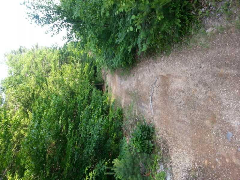 A winding dirt path surrounded by dense greenery, including shrubs and small trees, leading into a wooded area. The trail is slightly uneven, with patches of exposed soil and small rocks visible. Sticks and Stones mountain bike trail.