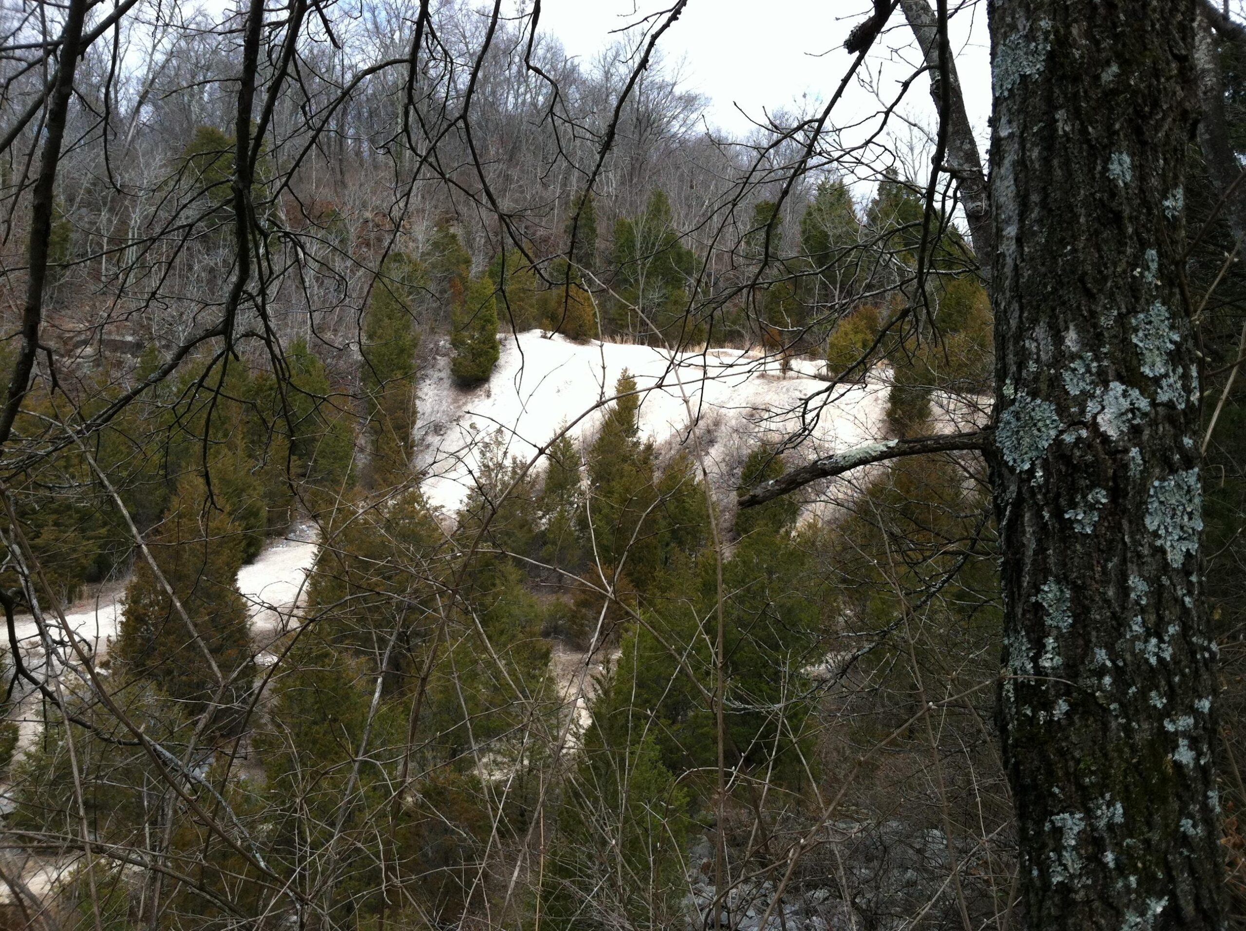 A winter landscape featuring a hillside covered with evergreen trees and patches of snow, viewed through bare tree branches. The scene conveys a tranquil, natural setting. Ijams Nature Centre mountain bike trail.