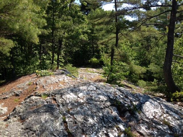 A rocky outcrop covered with patches of moss and surrounded by green trees and shrubs under bright sunlight. Bear Brook mountain bike trail.