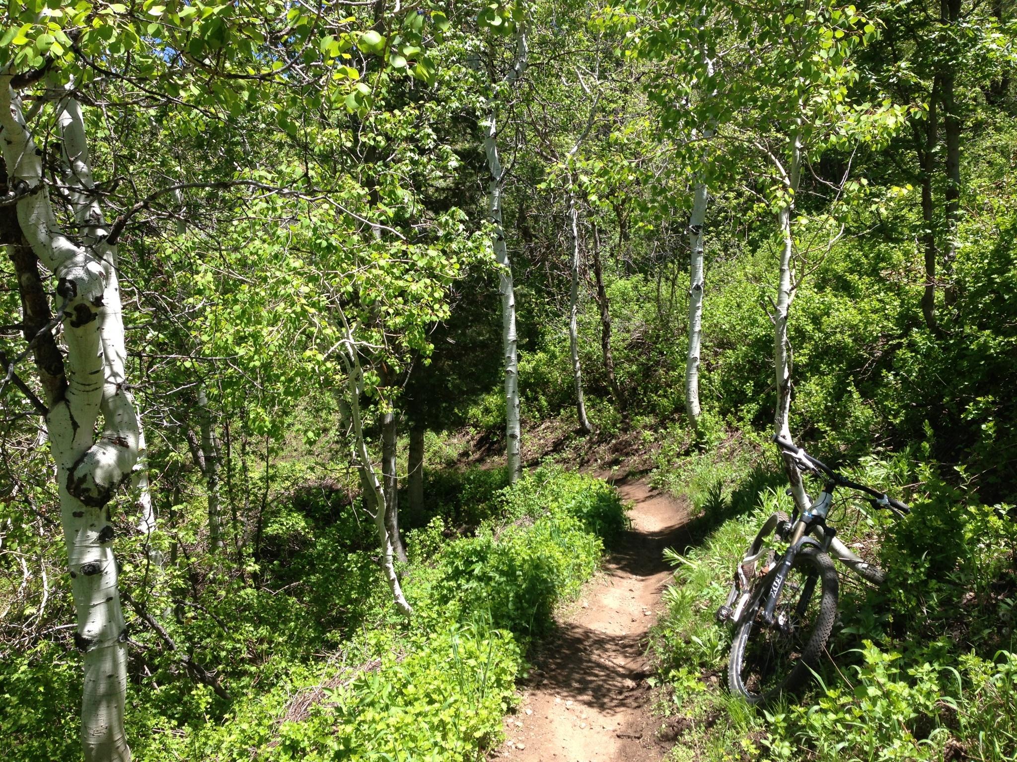 A scenic dirt bike trail surrounded by lush green foliage and tall, white-barked trees. A mountain bike leans against a tree on the right side of the trail, which winds through a vibrant forest setting. Sunlight filters through the leaves, creating a bright and inviting atmosphere. Mueller Park mountain bike trail.