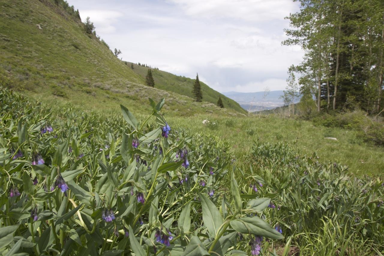 A lush green meadow filled with purple wildflowers, surrounded by rolling hills and scattered trees under a partly cloudy sky. The landscape stretches into the distance, showcasing a serene natural setting. Shadow Lake Trail mountain bike trail.
