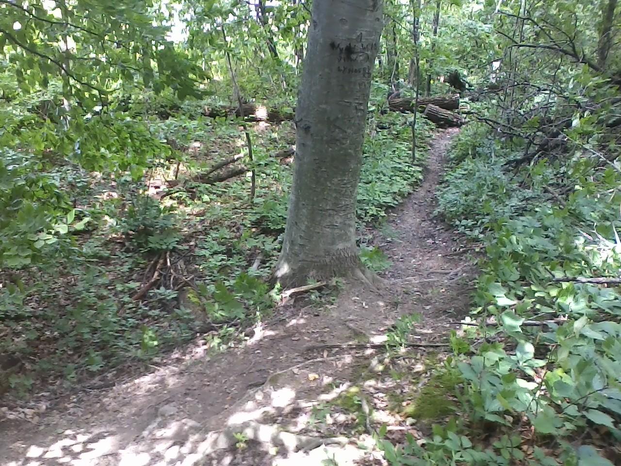 A winding dirt path through a lush green forest, surrounded by trees and vibrant foliage. Sunlight filters through the leaves, casting gentle shadows on the ground. Soldiers Memorial Park Bike Trail mountain bike trail.