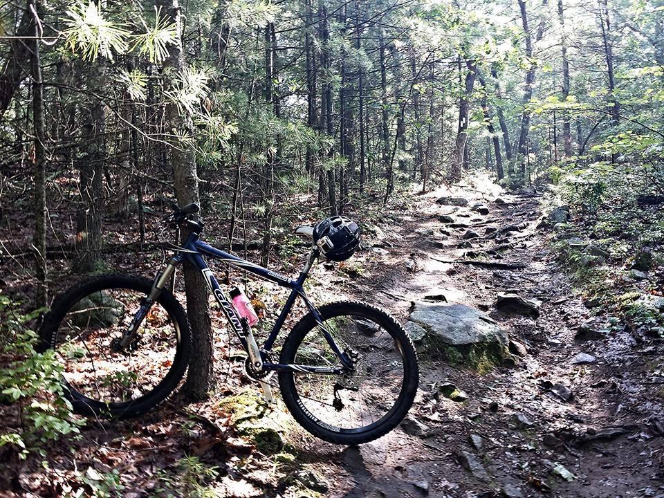 Giant Iguana: A mountain bike leaning against a tree on a rocky trail surrounded by dense forest. Sunlight filters through the trees, illuminating the path and creating a serene outdoor environment. A helmet and a water bottle are attached to the bike.