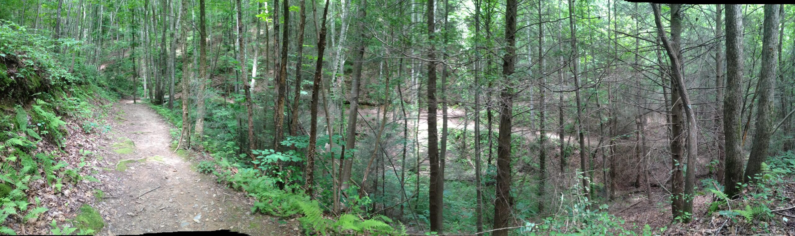 A panoramic view of a serene forest trail winding through tall trees, with a mixture of green foliage and patches of dirt. Ferns line the path, and a gentle slope leads into the wooded area, where a small stream can be seen in the background. Bear Paw Loop mountain bike trail.