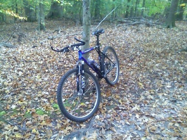 A mountain bike leaning against a tree in a forest clearing covered with fallen leaves, surrounded by green trees.
