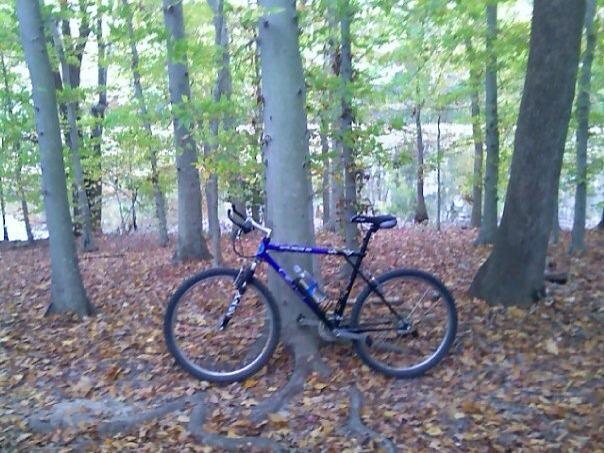 GT Timberline: A blue and black mountain bike propped against a gray tree trunk, surrounded by green leaves and fallen orange and brown leaves on the forest floor. Soft daylight filters through the trees, creating a serene outdoor setting.