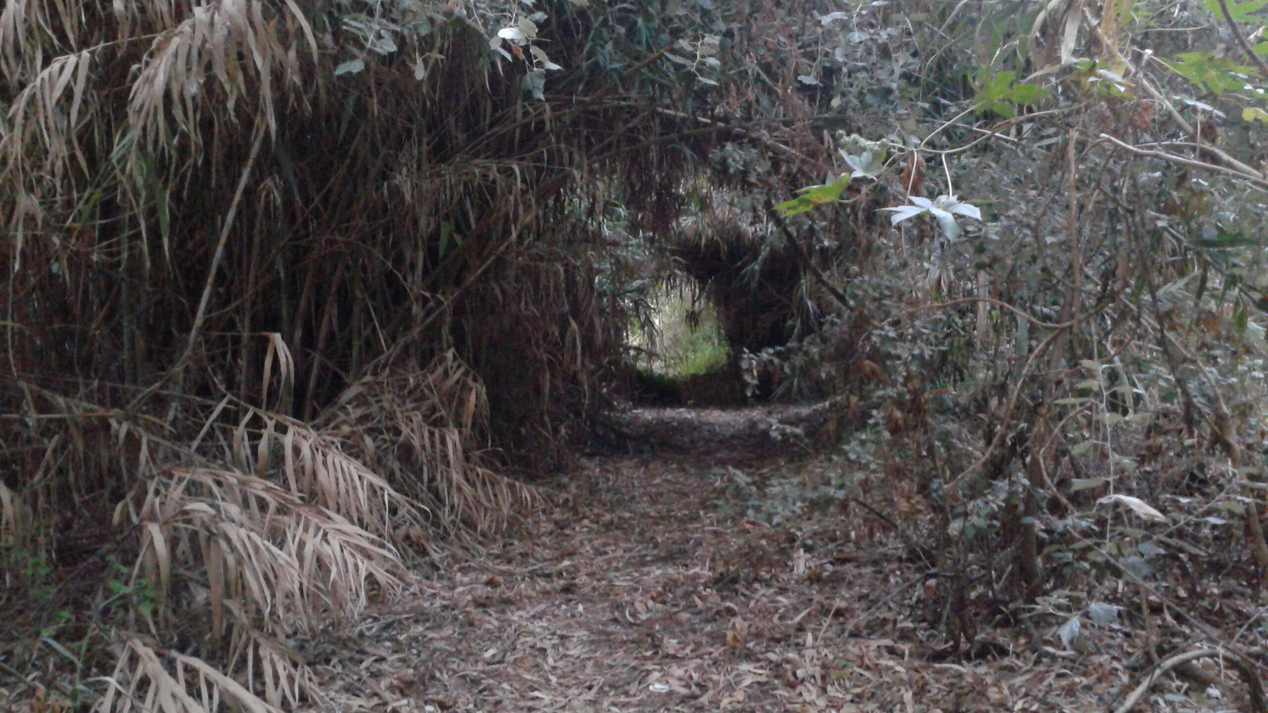 A narrow path winding through dense foliage in a forest, framed by tall grasses and leaves. The ground is covered with fallen leaves and the lighting suggests a shady, tranquil environment. Sotogrande off road mountain bike trail.