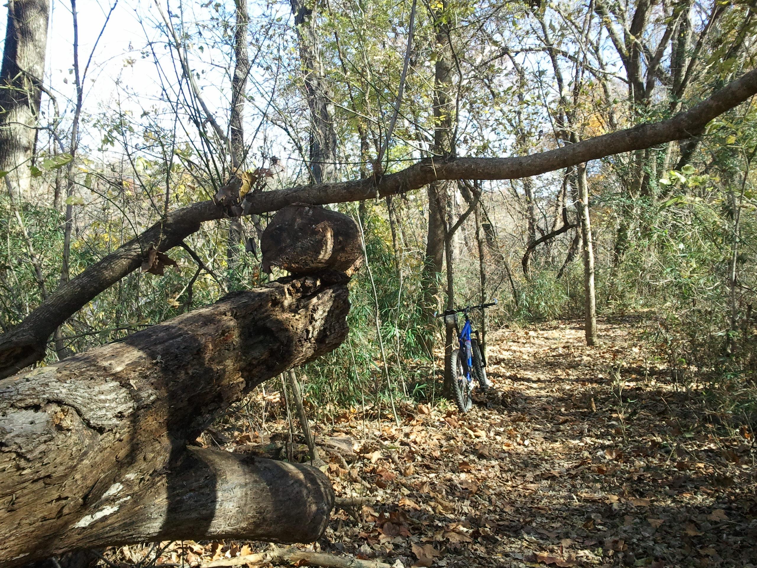 A forested trail covered with fallen leaves, featuring a large, mossy log lying across the path. In the background, a blue bicycle leans against a tree, surrounded by greenery and trees. The scene captures a peaceful outdoor setting on a sunny day. White River Valley mountain bike trail.